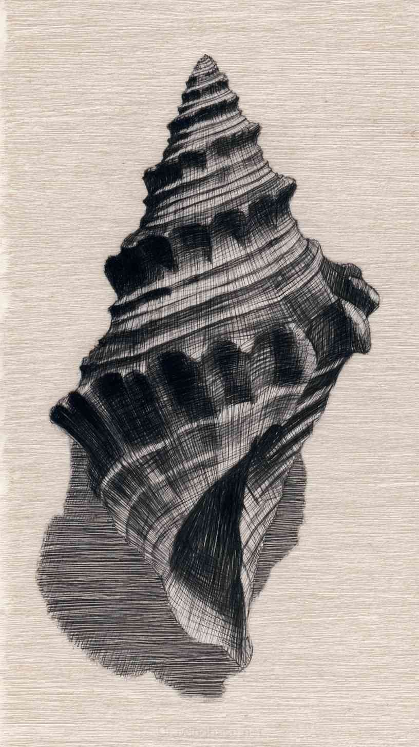 You are currently viewing Part 1 Shell Drawing Ideas